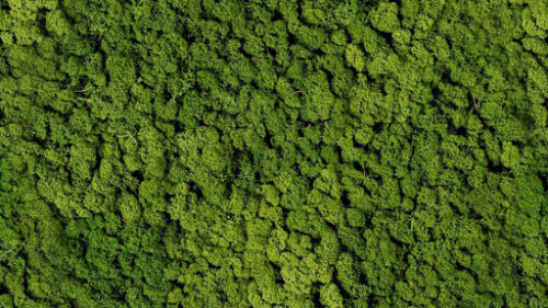 vitAcoustic 3d-frames - hochwertige Akustik Absorber für die Wand PMEG15 Moss Apple green 400x400mm 85mm NBAN Bambus hell