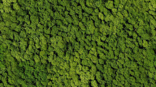 vitAcoustic 3d-frames - hochwertige Akustik Absorber für die Wand PMEG15 Moss Apple green 800x400mm 85mm NBAC Bambus coffee