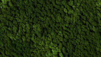 vitAcoustic 3d-frames - hochwertige Akustik Absorber für die Wand PMEG26 Moss green 800x400mm 85mm NBAC Bambus coffee