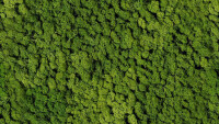 vitAcoustic 3d-frames - hochwertige Akustik Absorber für die Wand PMEG15 Moss Apple green 1200x400mm 45mm NBAC Bambus coffee