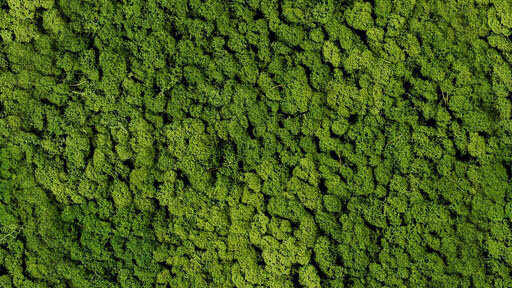 PMEG15 Moss Apple green