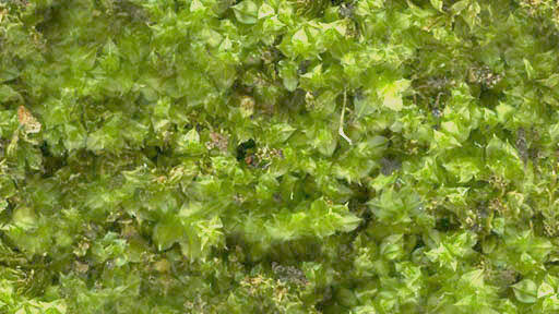 PMHL15 Moss Hill Apple green