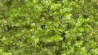 PMHL15 Moss Hill Apple green