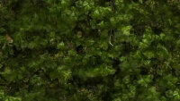 PMHL26 Moss Hill green